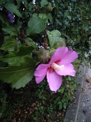 Hibiscus syriacus