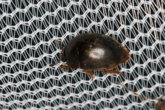 Amphicrossus ciliatus