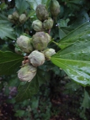 Hibiscus syriacus