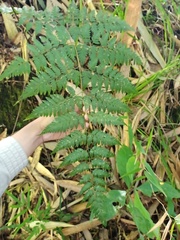 Davallia divaricata