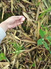 Davallia divaricata