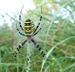 Argiope bruennichi