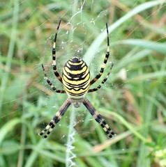 Argiope bruennichi