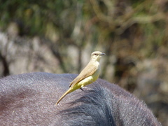 Machetornis rixosa