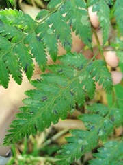Davallia divaricata