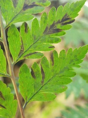 Davallia divaricata