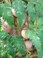 Davallia divaricata