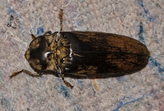Tetralobus flabellicornis