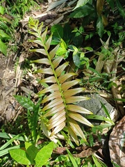 Blechnum orientale
