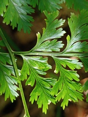 Davallia trichomanoides