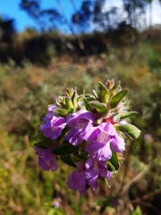 Hemigenia sericea