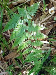 Davallia trichomanoides