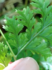 Davallia trichomanoides
