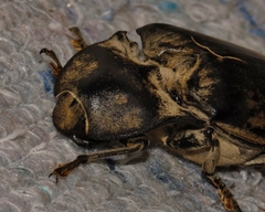 Tetralobus flabellicornis