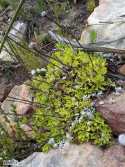 Osmitopsis dentata