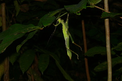 Heteropteryx dilatata