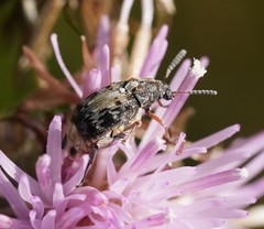 Megabruchidius dorsalis