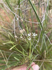Kohautia caespitosa brachyloba