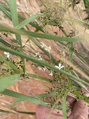 Kohautia caespitosa brachyloba