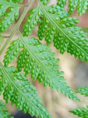 Davallia divaricata