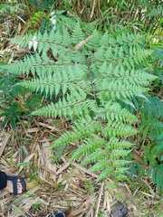 Davallia divaricata