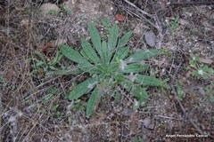 Echium vulgare pustulatum