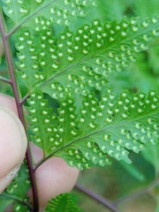 Davallia divaricata