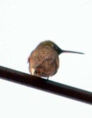 Saucerottia beryllina