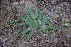 Echium vulgare pustulatum
