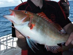 Lethrinus miniatus