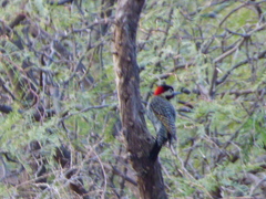 Colaptes melanochloros