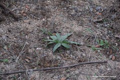 Echium vulgare pustulatum