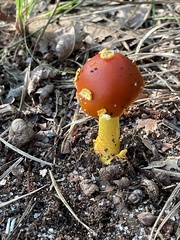 Amanita erythrocephala