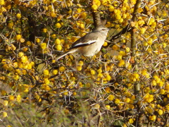 Mimus triurus
