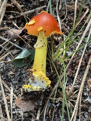 Amanita erythrocephala
