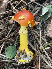 Amanita erythrocephala