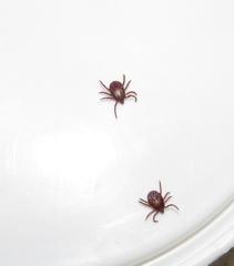 Rhipicephalus maculatus