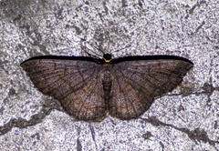 Scopula violacea