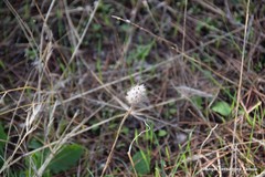 Trifolium angustifolium