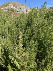 Cliffortia strobilifera