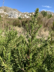 Cliffortia strobilifera