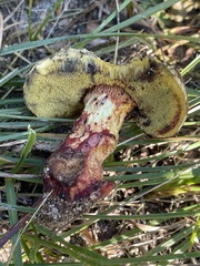 Boletus billieae
