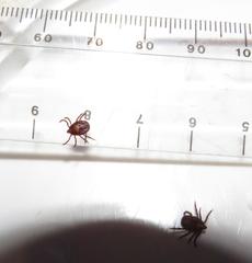 Rhipicephalus maculatus