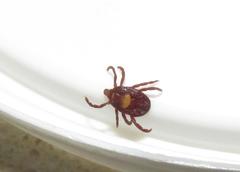 Rhipicephalus maculatus