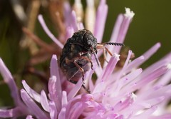 Megabruchidius dorsalis