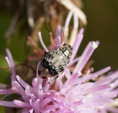 Megabruchidius dorsalis