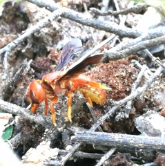 Aztecanthidium