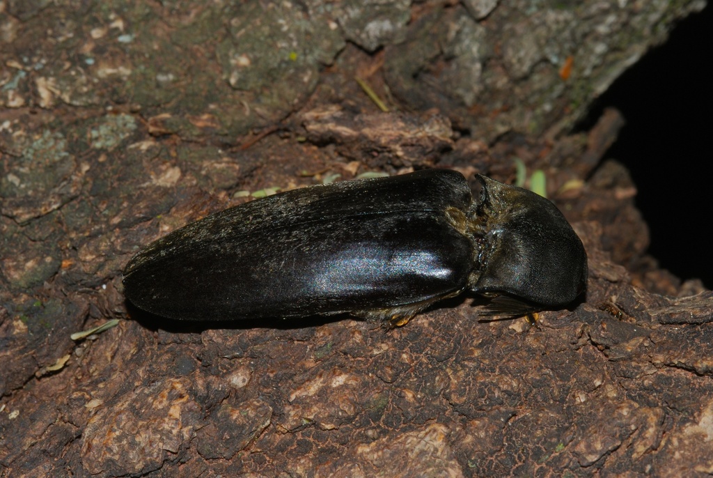 Tetralobini