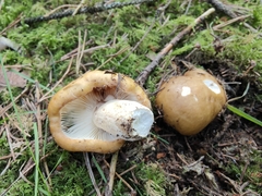 Russula