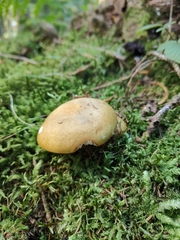 Russula